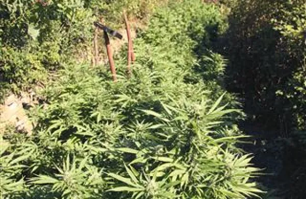 Z grosistično prodajo 73 kilogramov konoplje bi lahko Strunjančan zaslužil najmanj 200.000 evrov, v prodaji na drobno pa še trikrat več. V prodaji na debelo se cena za kilogram konoplje giblje okoli 3000 evrov.