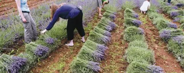 V Brjah pri Koprivi je najstarejši plantažni nasad sivke na Krasu