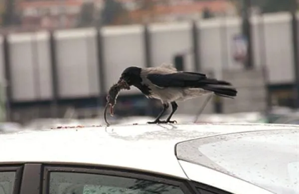 Vranja pojedina na strehi avtomobila