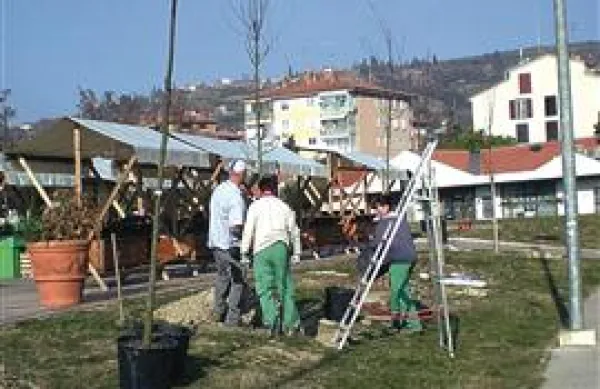 Nova drevesa so zasadili tudi ob  tržnici v Luciji