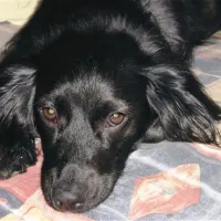 Psi so v decembrskih dnevih lahko zelo depresivni