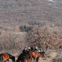 Kobile z žrebeti so bolj zaupljive, nekatere se rade pridejo pobožat