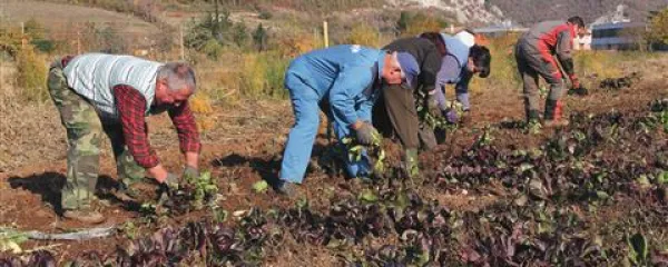 Na njivi jeseni poberejo primeren solkanski radič za siljenje in ga povežejo v šope