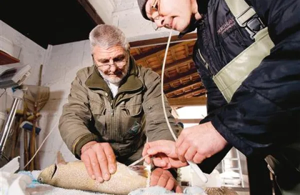 Luka Dakskobler, fotografija iz nagrajene fotoreportaže  Reševanje soške postrvi 