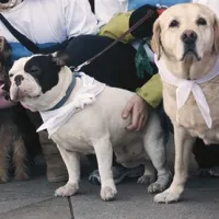 Tudi psi se borijo za svojo &ldquo;emancipacijo&rdquo;