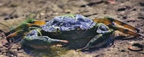Rako Vica na nedeljskem sprehodu
