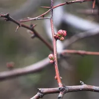Čeprav smo komaj dobro zakorakali v januar, sadno drevje ponekod  (posnetek je z območja  izolske bolnišnice) že brsti. Naravni  red se je povsem porušil, svarijo kmetijski svetovalci.