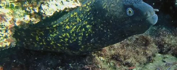 Murene so v severnem Jadranu redke gostje. Naše morje je zanje prehladno 