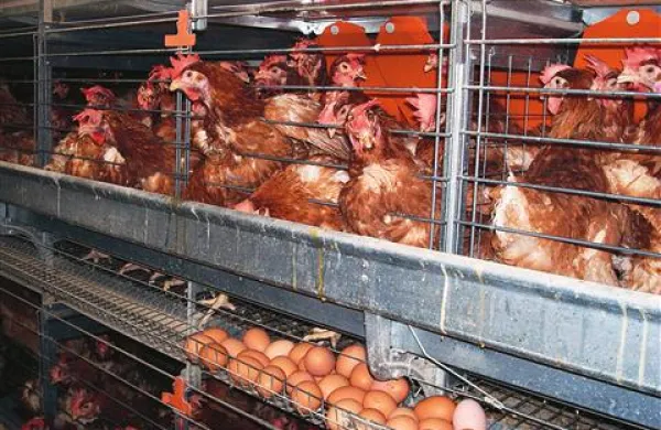 Koko&scaron;i imajo več prostora, rejci pa veliko več skrbi
