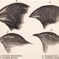 Znameniti Darwinovi ščinkavci z Galapagosa: dokaz o “transmutaciji” iste vrste na različnih otokih