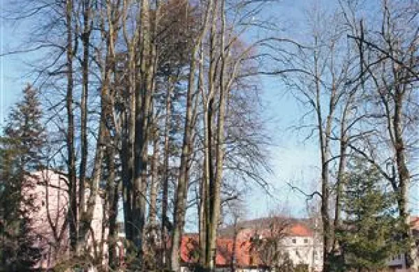 V parku pred gozdarsko šolo so včeraj podrli  13 smrek