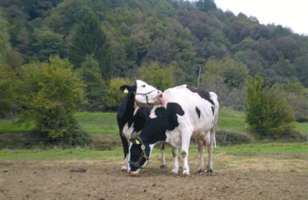 Na dveh kmetijah, ki mlekarnam dostavljajo mleko svojih krav, so živali krmili s koruznim šrotom, v katerem so zasledili rakotvorne aflatoksine. Fotografija je simbolična