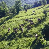Ekološka kmetija Mahne na Tatrah daje štiri delovna mesta, družini pa občasno pomaga tudi njena peta članica
