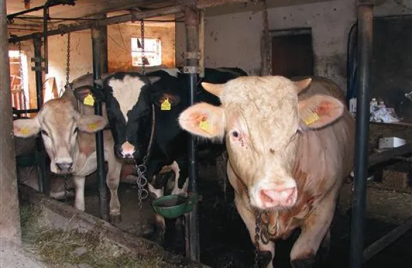 Krave so krmili z oporečnimi krmili iz ajdovskega podjetja