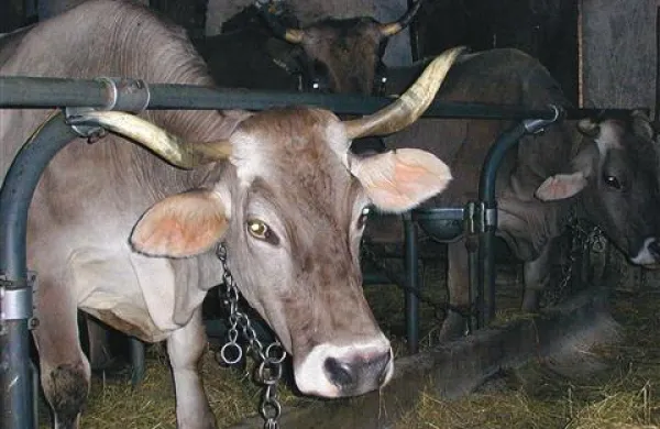 Štirje kmetovalci, ki so krave krmili s spornim krmilom iz Ajdovščine,  mleka ne smejo prodajati