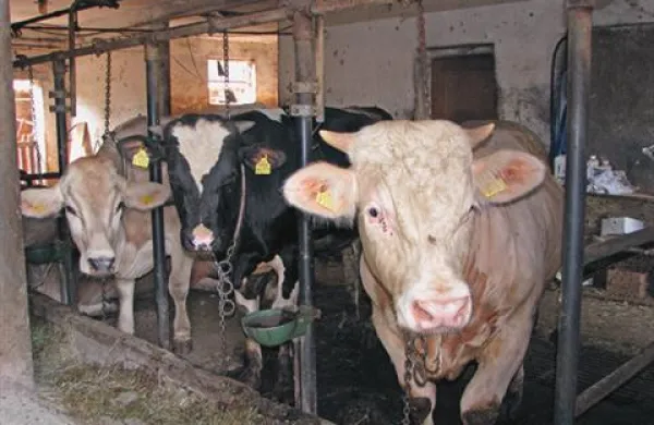 Veterinarska uprava je v mleku z dveh kmetij našla presežene vrednosti aflatoksina 