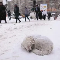 Potepuški pes v Bukarešti