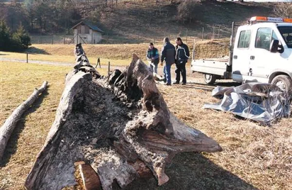 Zogleneli hrast bodo zaščitili in postavili na ogled