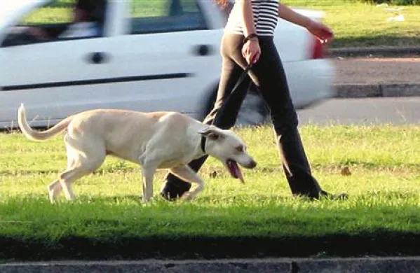Sprehod s psom je bil za 48-letnico iz Portoroža precej razburljiv. Fotografija je simbolična.