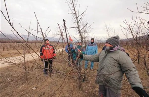 Za klene zgornjevipavske kmete včerajšnja burja ni bila  ovira, da ne bi postorili, kar je  v tem času treba. Pa tudi za svetovalca,  specialista za sadjarstvo z novogoriškega kmetijsko gozdarskega zavoda Ivana Kodriča (desno) in njegovega sodelavca ne. Po programu so imeli  včeraj  v Brjah prikaz zimskega obrezovanja breskev. In so jih obrezovali. Kodrič pravi, da  mraz in burja sadnemu drevju ne škodita.
