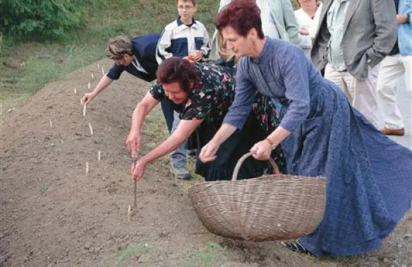 V Orehovljah ima pridelava špargljev zelo dolgo tradicijo 