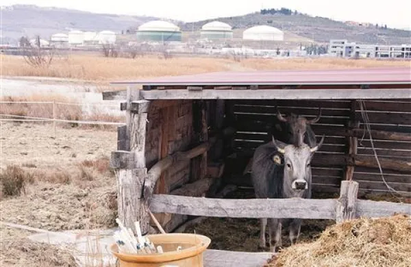 Primo in Grdulin sta se pred burjo skrila pod nadstrešek, kobil pa mraz ni motil