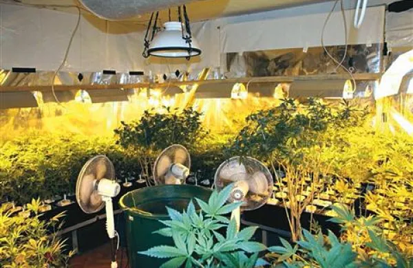 Konoplja je na slovenskem seznamu prepovedanih drog, njej podobne snovi pa (še) ne