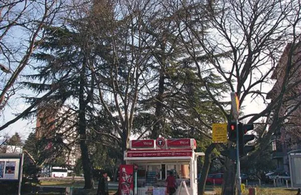 Na občini se bodo odločili, katera drevesa bo  treba poseči ali zavarovati. Na Delpinovi ulici stanovalci in tisti, ki tam delajo, pa jih že dober teden opozarjajo na polomljen gornji del  drevesa. Bojijo se, da bi se odlomil in  na koga padel ...