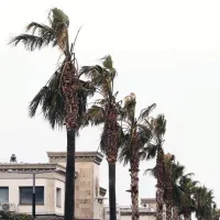 Čeprav imajo odkrite koprske palme polomljene liste, naj bi bile njihove sredice zdrave