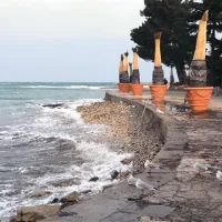 Še približno mesec dni bodo ovite  tudi izolske palme