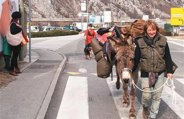 Oslica, nekoč vsakdanji proizor na primorskih poteh je danes prava atrakcija