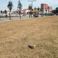 Zelenica ob koprski promenadi je kljub številnim pasjim wc-jem ob njej posejana z iztrebki
