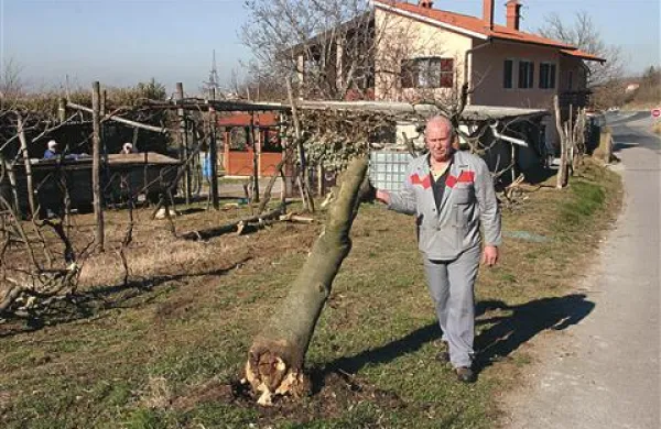 Bruno Jerebica s “povoženim” figovim drevesom 