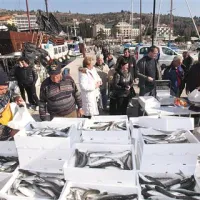 Na portoroškem pomolu so včeraj sveže ciplje prodajali po pet evrov za kilogram