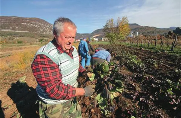 Projekt goriški radič sodi v koncept samooskrbe s hrano