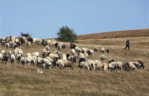 Psa sta včeraj pomorila 16 ovc. Fotografija je simbolična.
