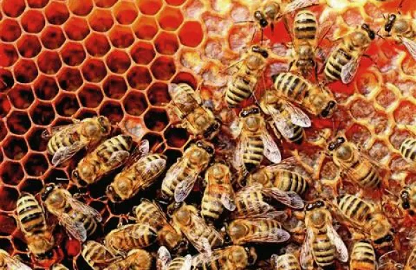 Za čebelarji povprečna letina s precej&scaron;njimi izgubami čebeljih družin