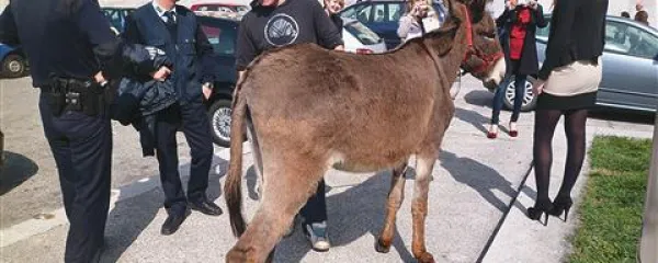 Študenti so raje kot fašistične simbole občudovali oslička