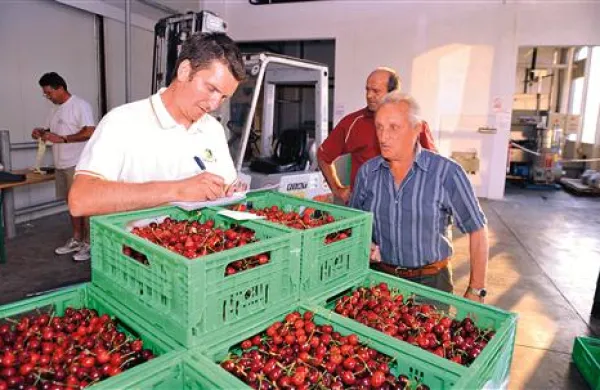 Na Goriškem organizirano odkupujejo sadje za španskega veletrgovca, saj tovrstnih domačih ni več