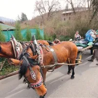 Zelene patrulje so kar s pomočjo konjskih vpreg čistile območje  brežin med Šempasom in Vogrskim