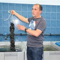 Sveži pedoči bodo v začetku aprila takoj romali na krožnike 