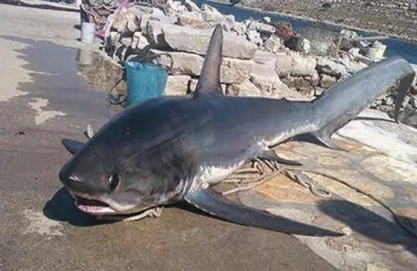 Hrvaški ribič Miljenko Špralja je bil nemalo presenečen, ko se je v njegove mreže pri otoku Kornat ujel 3,6 metra dolg in več kot 150 kilogramov težak morski pes (na fotografiji)