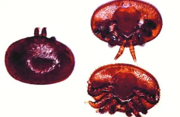 Zajedalec varoja se razmnožuje v panjih in lahko pomori dobršen del družin 