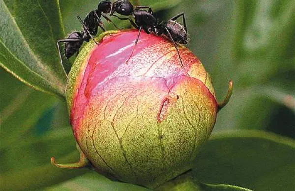 Pomlad prebudi mravlje