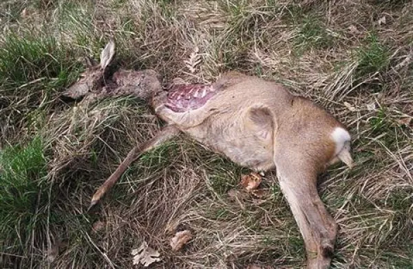 Pri gozdnih živalih je treba srce razdajati na številne strani: k volkovom, pa tudi k njihovim žrtvam. Na fotografiji je srna po napadu volka.