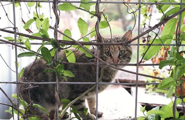 Mačke, ki so prej bivale v zavetišču pri Veterinarski ambulanti Koper, so zdaj brez doma  