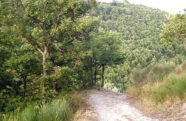 Ilegalci so v Slovenijo prihajali peš, predvsem po gozdnih poteh