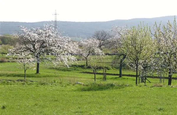 Kdor namerava letos uveljavljati neposredna plačila za košnjo ali druge ukrepe v kmetijstvu, mora vlogo oddati do 7. maja
