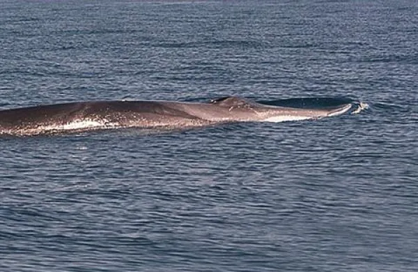 Hrvaški znanstveno-okoljevarstveni inštitut Plavi svijet je na svoji spletni strani objavil fotografije približno 15 metrov velikega brazdastega kita (balaenoptera physalus), ki so ga opazili pri otoku Vis