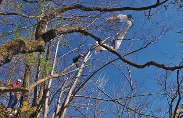 Reševalci skoraj vsak dan “snamejo” kakšnega jadralnega padalca z drevesa